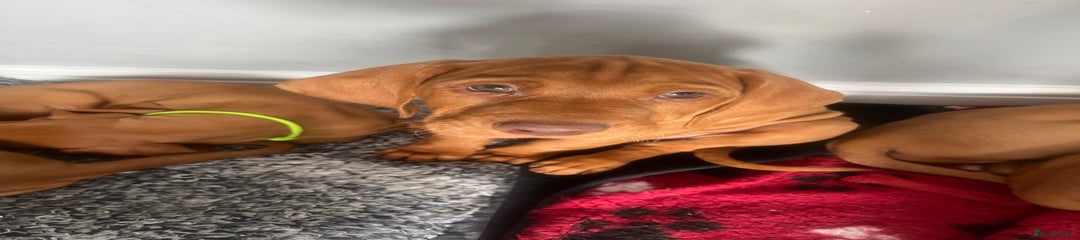 Hungarian Vizsla Puppy 2