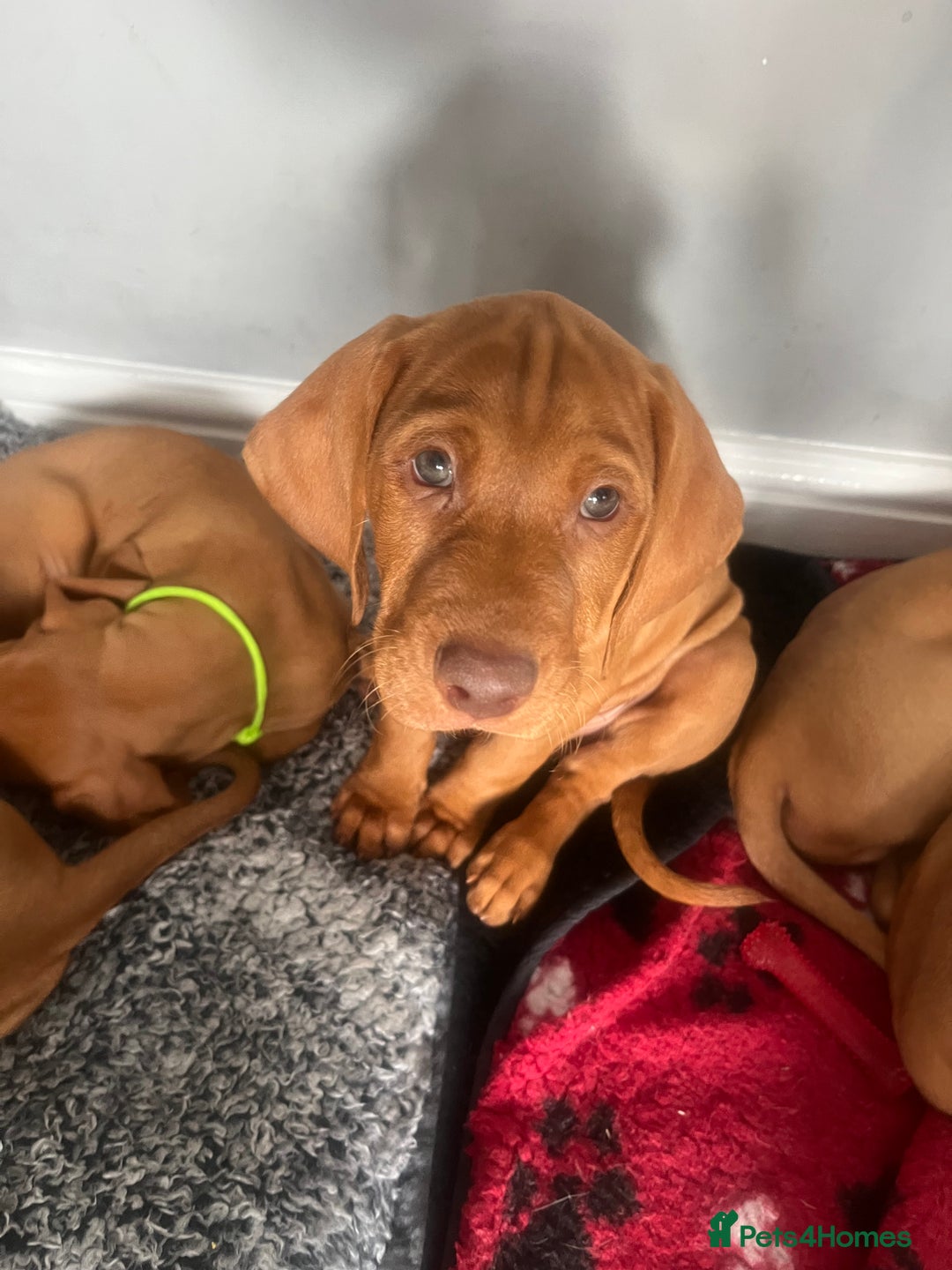 Hungarian Vizsla dogs for sale: Hungarian Vizsla puppies   - Image 3
