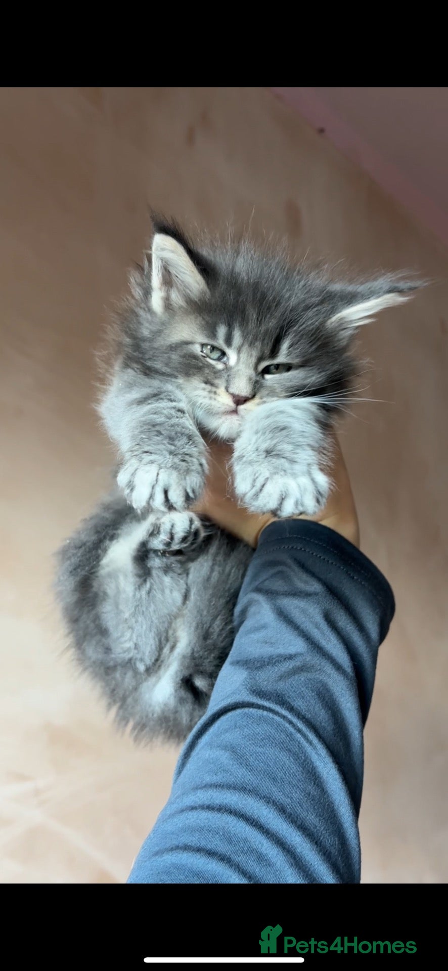 Maine Coon cats PURE RUSSIAN  MAINE COON KITTENS - Advert 1