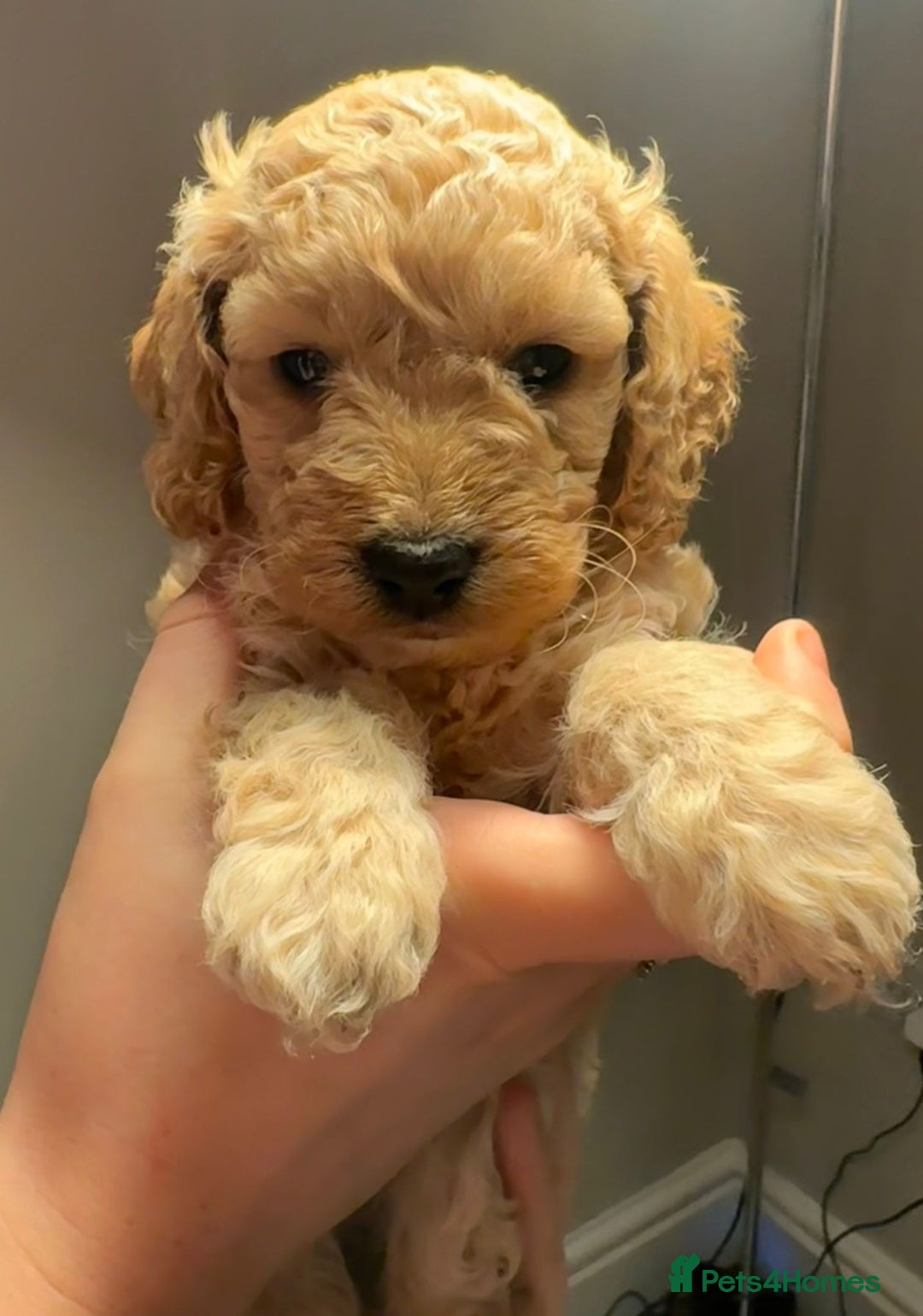 Mixed Breed dogs for sale: Cockapoo/Cavapoo Puppies - Advert 14