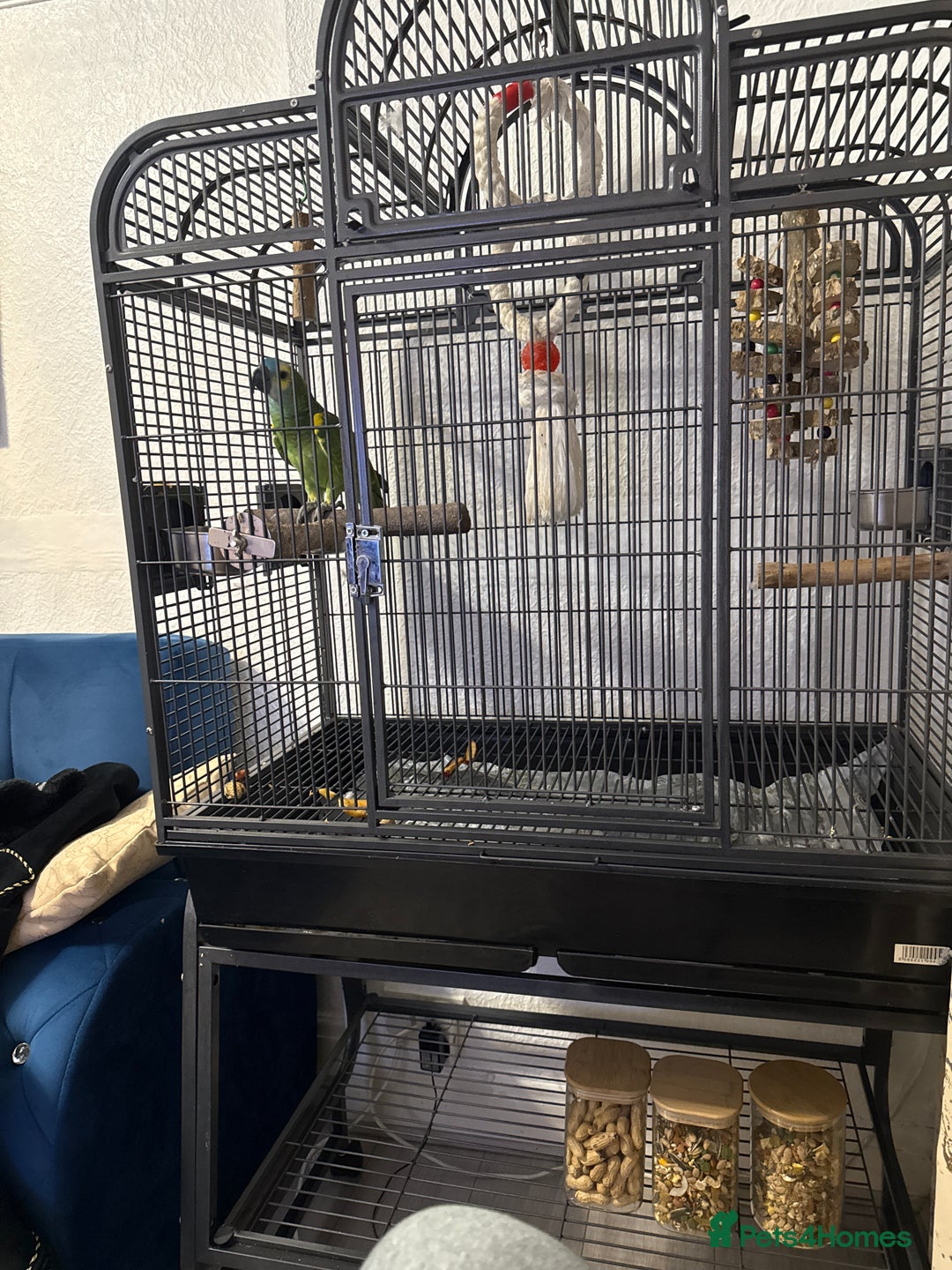 Parrots birds for sale: Blue fronted parrot for sale - Advert 4