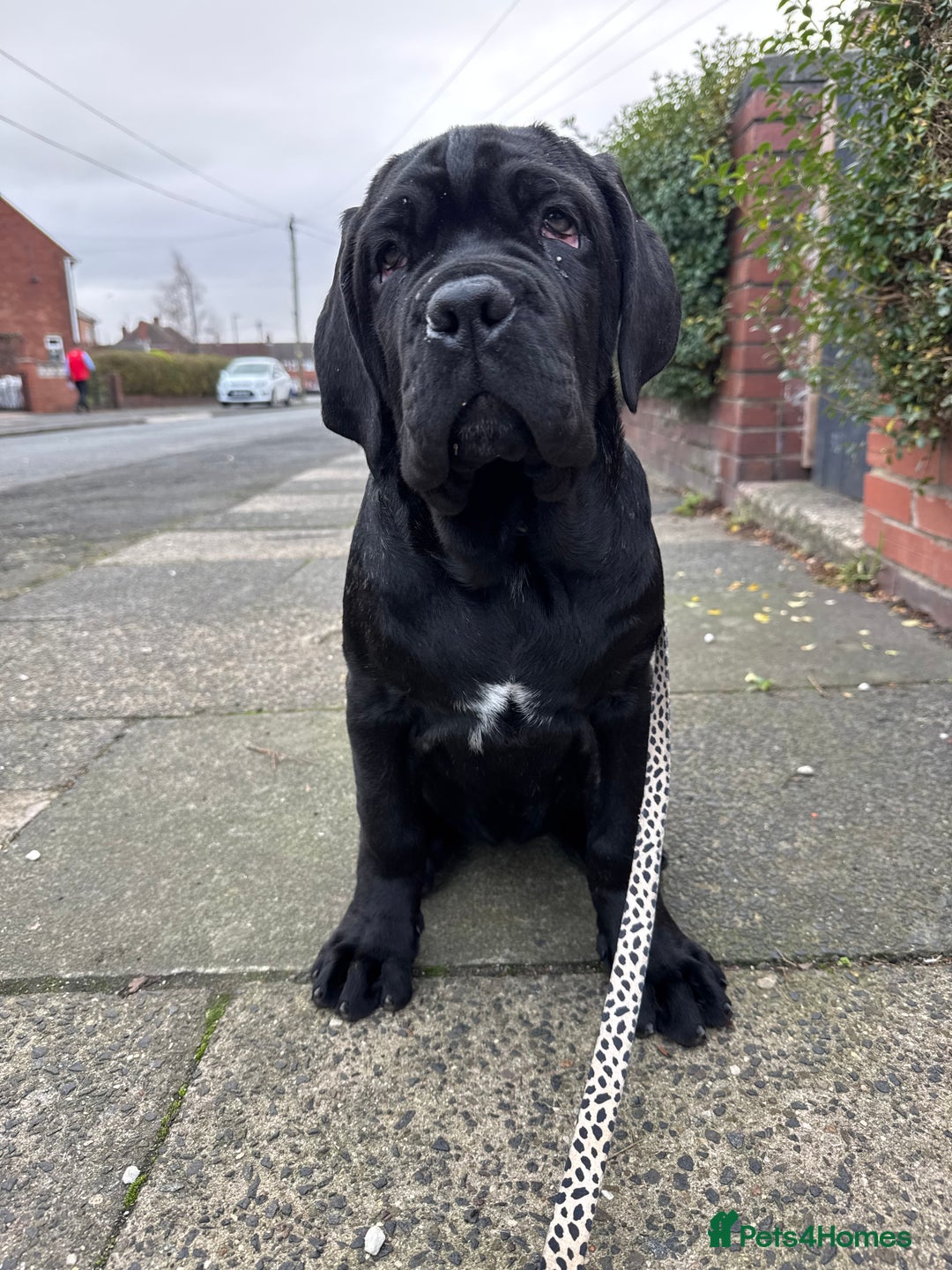 Mastiff dogs for sale: 2 Neapolitan mastiff puppies black girls  - Advert 34