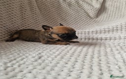 Mixed Breed dogs for sale: Beautiful Mini - Bull pups for sale  - Image 8