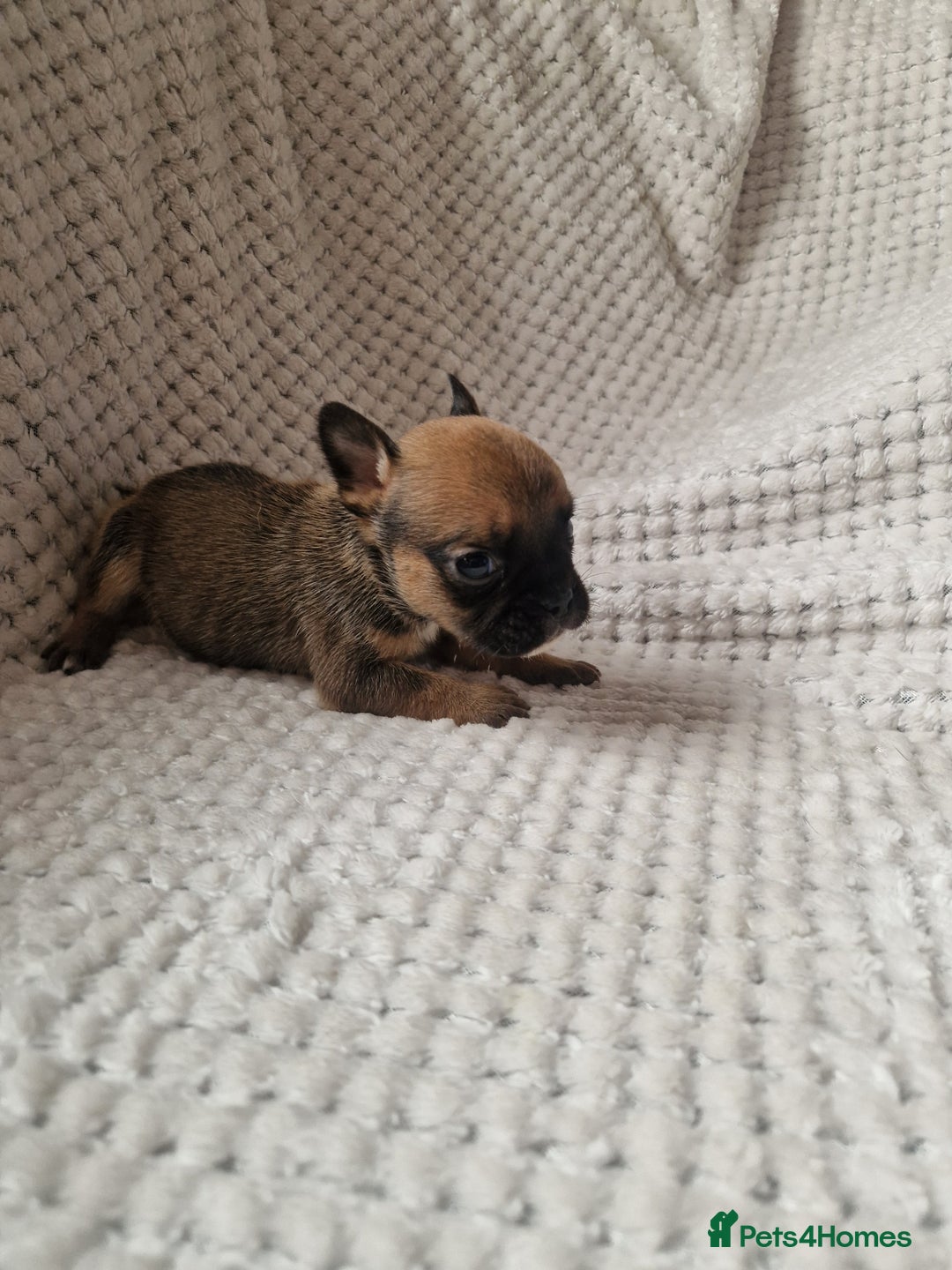 Mixed Breed dogs for sale: Beautiful Mini - Bull pups for sale  - Image 8