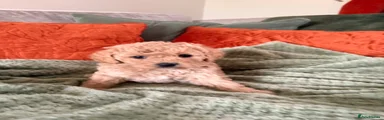 Cavapoo 2