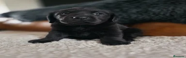 Labrador Retriever Puppy 1