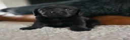 Labrador Retriever dogs for sale: High Quality Chunky Black Labrador Puppies - Advert 15