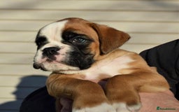 Boxer dogs for sale: BEAUTIFUL BOXER PUPPIES BOBTAIL AND TAIL - Image 3