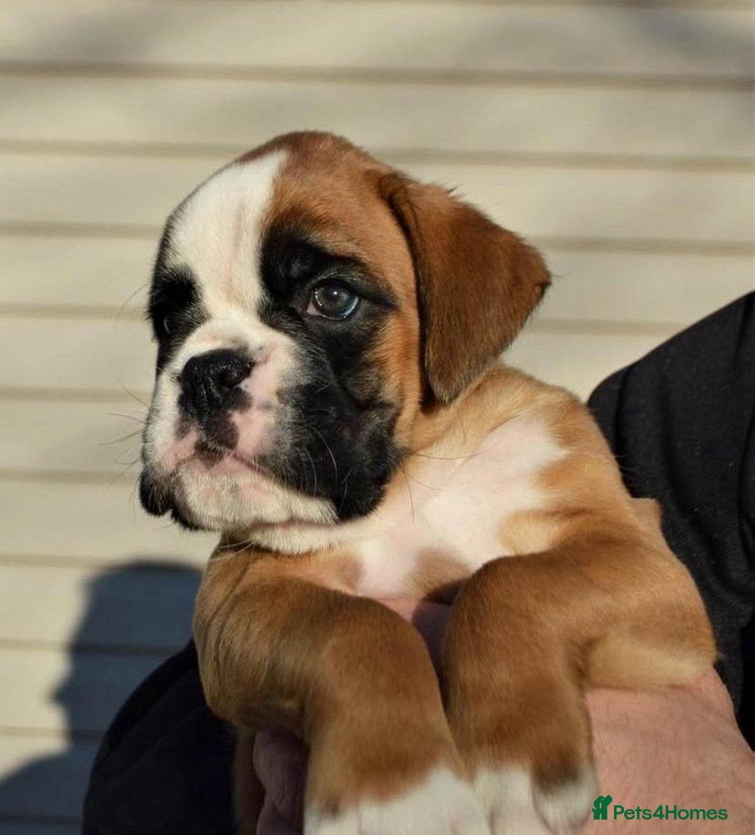 Boxer dogs for sale: BEAUTIFUL BOXER PUPPIES BOBTAIL AND TAIL - Image 3