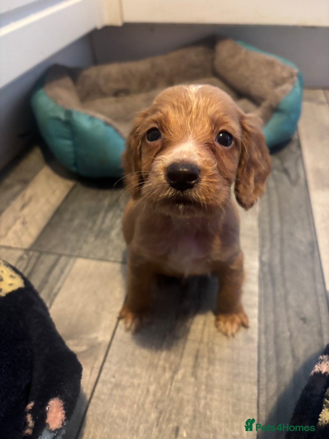 Cocker Spaniel dogs for sale: 5 lovely cocker spaniels  - Advert 4