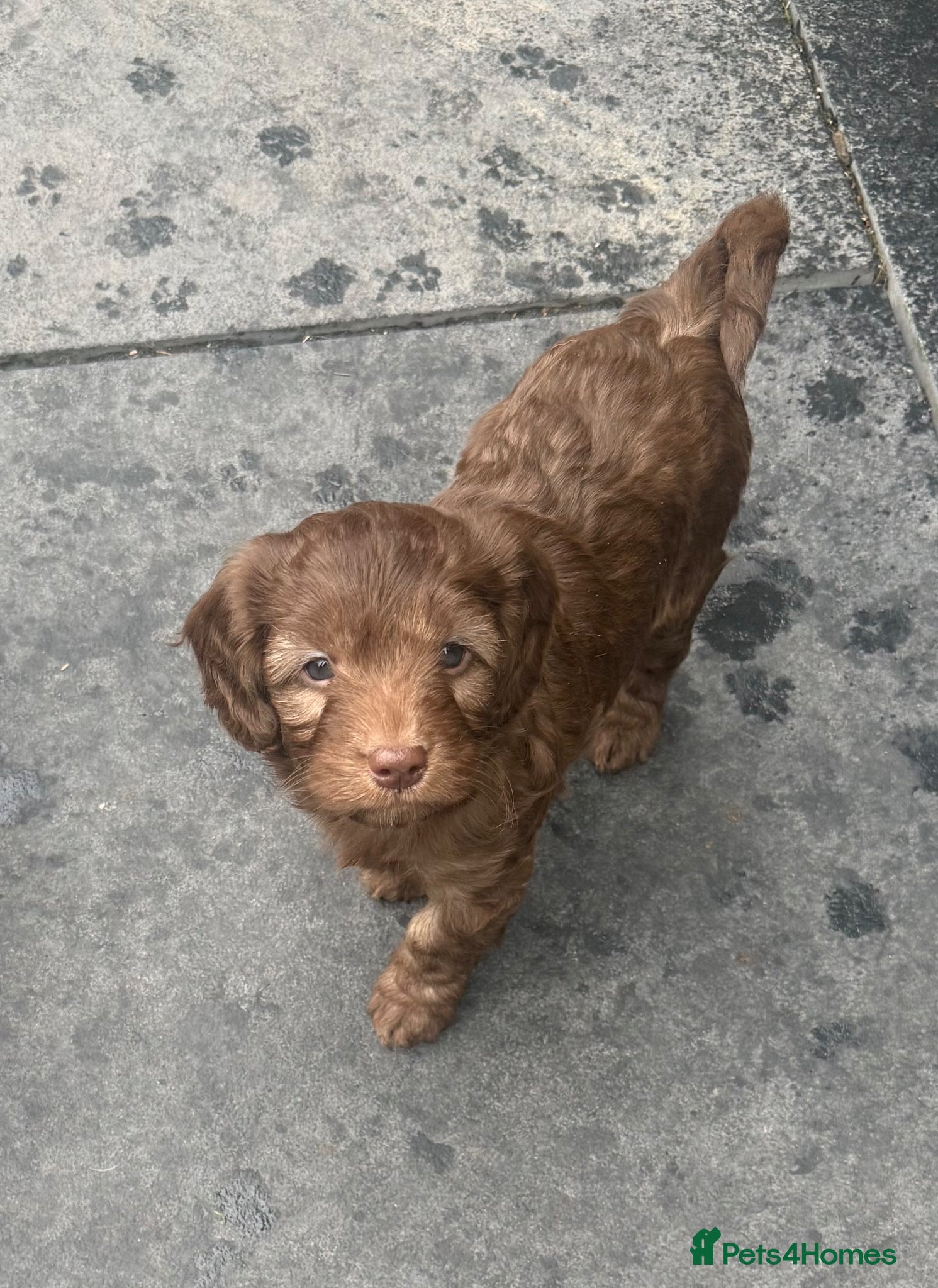Labradoodle dogs Stunning Multigen pups ready soon - Advert 2