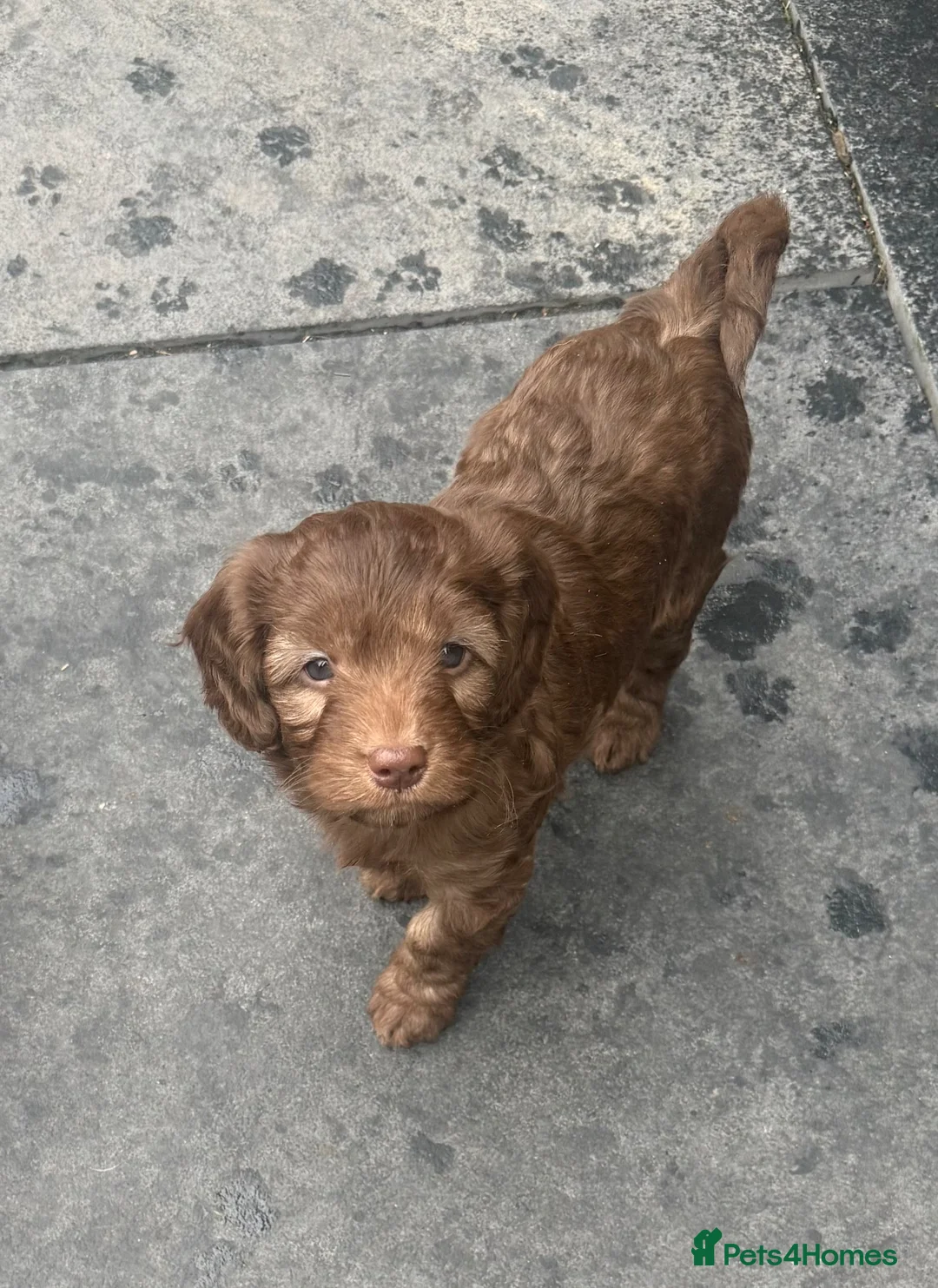 Labradoodle dogs for sale: Stunning Multigen pups ready soon - Advert 2