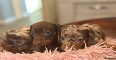 Miniature Dachshund dogs - Advert 3