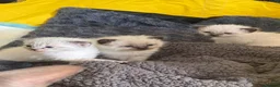 Mixed Breed cats for sale: Devon Rex x Siamese Kittens Ready End of June - Advert 5