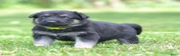 German Shepherd dogs for sale: ⭐ Rare East European Shepherd Puppies UK - Advert 18