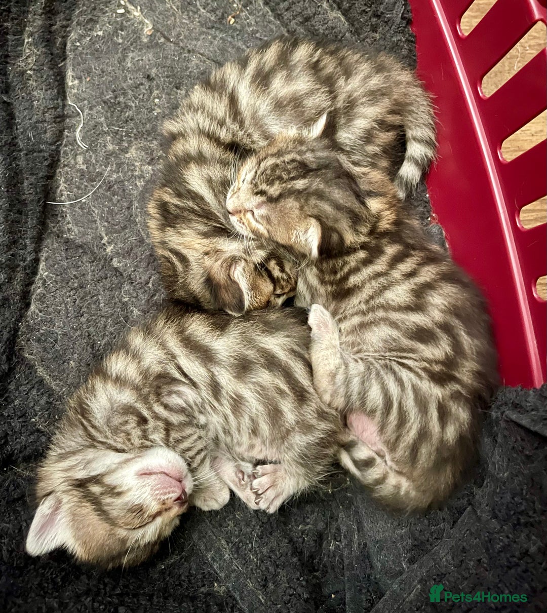 Bengal cats for sale: Beatiful bengal kittens.  - Image 9