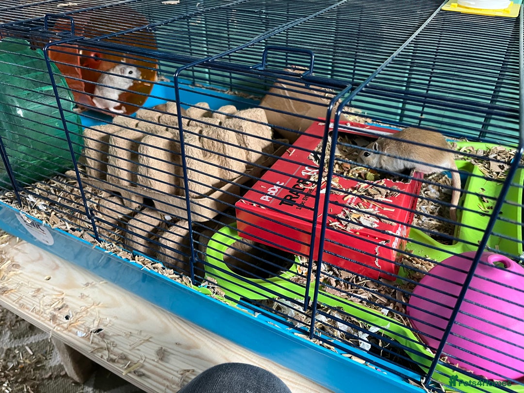 Gerbil rodents for sale: 2 x Male Gerbils - Advert 1
