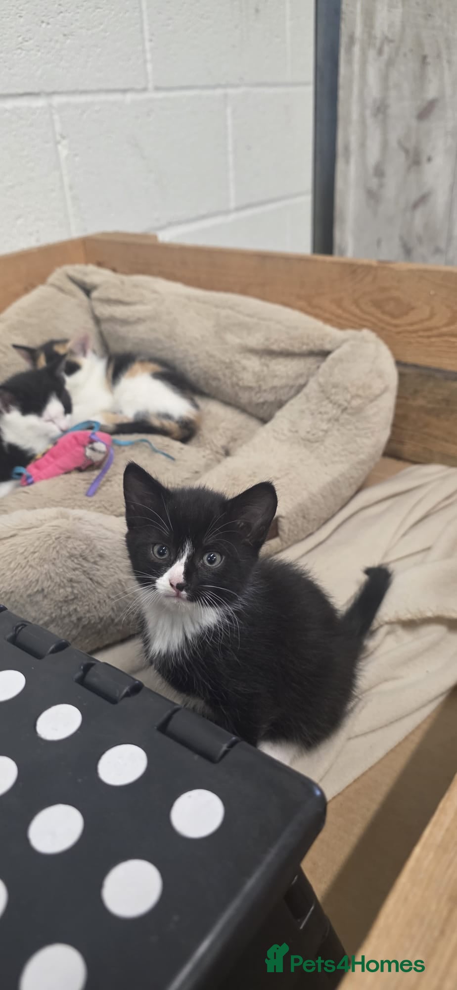 Domestic Shorthair cats for sale: 5 stunning black, ginger and white kittens - Advert 13