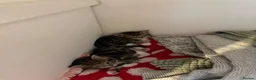 Domestic Shorthair cats for sale: domestic short hair kittens for sale  - Advert 3