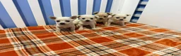 Chihuahua dogs for sale: Chihuahua puppies  in Glasgow - Advert 4