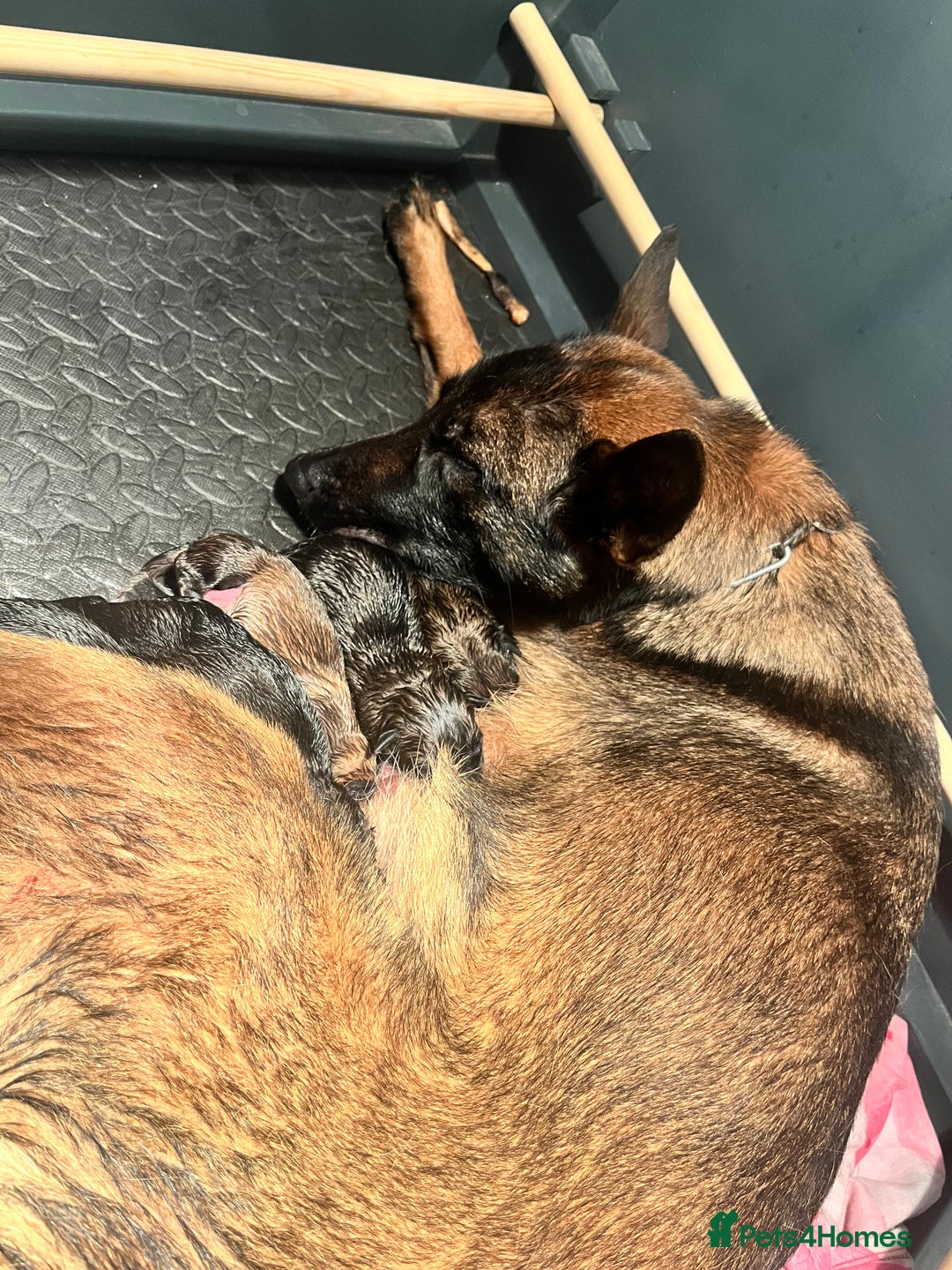 Belgian Shepherd Dog dogs for sale: Belgium malinos  - Advert 2