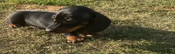 Miniature Dachshund dogs for sale: Miniature dachshund pups.KC reg&council licensed - Advert 1