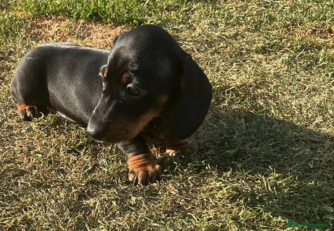Miniature Dachshund dogs for sale: Miniature dachshund pups.KC reg&council licensed - Advert 1