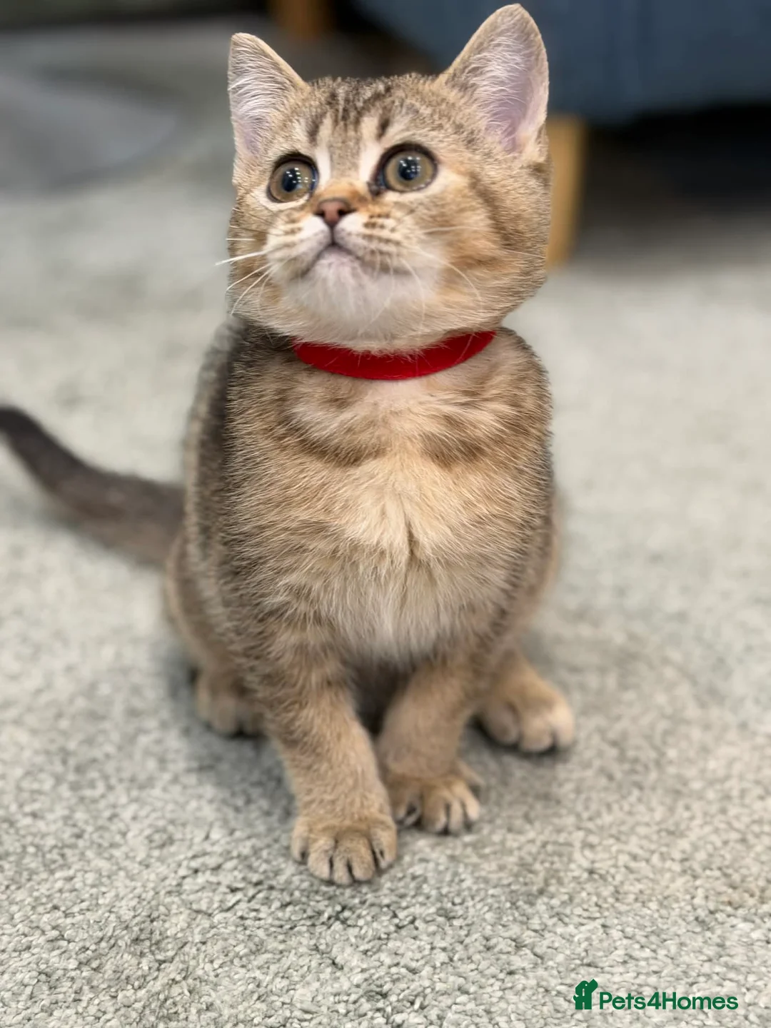 British Shorthair cats for sale: ⭐️1 LEFT Stunning BSH kittens GCCF registered ⭐️ - Advert 11
