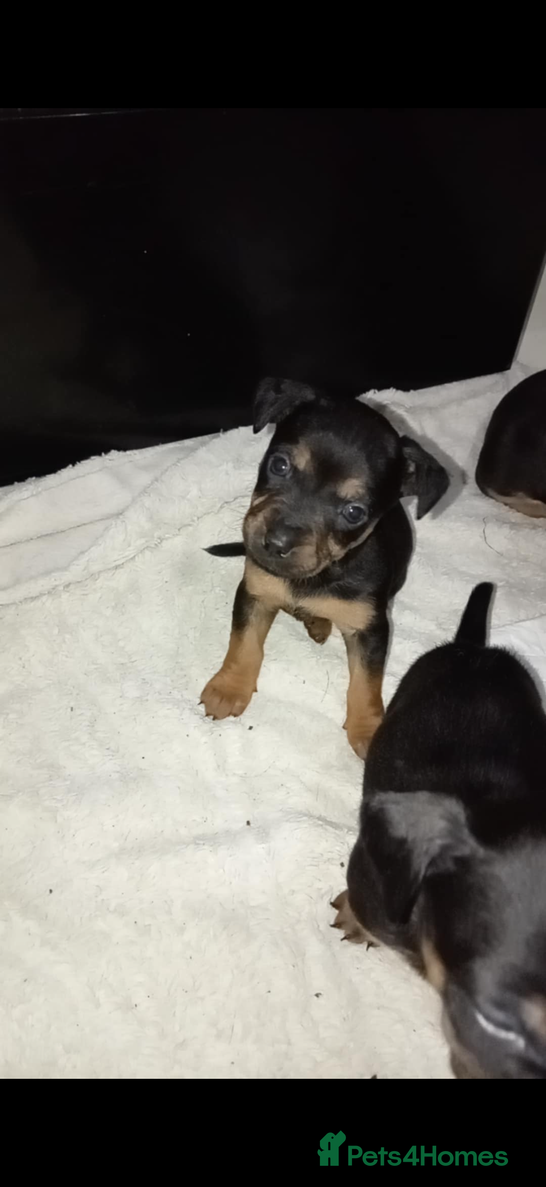 Mixed Breed dogs for sale: Patterjack x staffy puppies available  - Advert 2