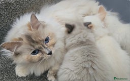 Ragdoll cats for sale: Stunning ragdoll kittens  - Image 10