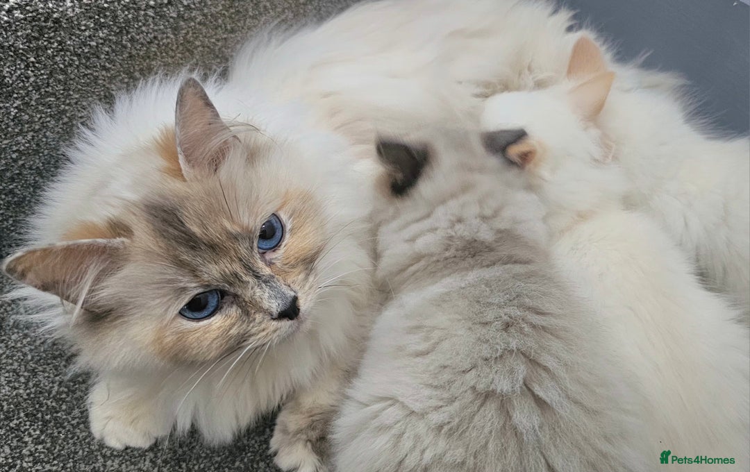 Ragdoll cats for sale: Stunning ragdoll kittens  - Image 10