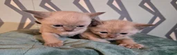 Burmese cats for sale: Outstanding Pedigree Burmese Kittens,Vet checked - Advert 16