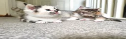 Munchkin cats for sale: Beautiful girls  - Advert 7