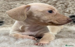 Miniature Dachshund dogs for sale: Miniature dachshund - Image 25
