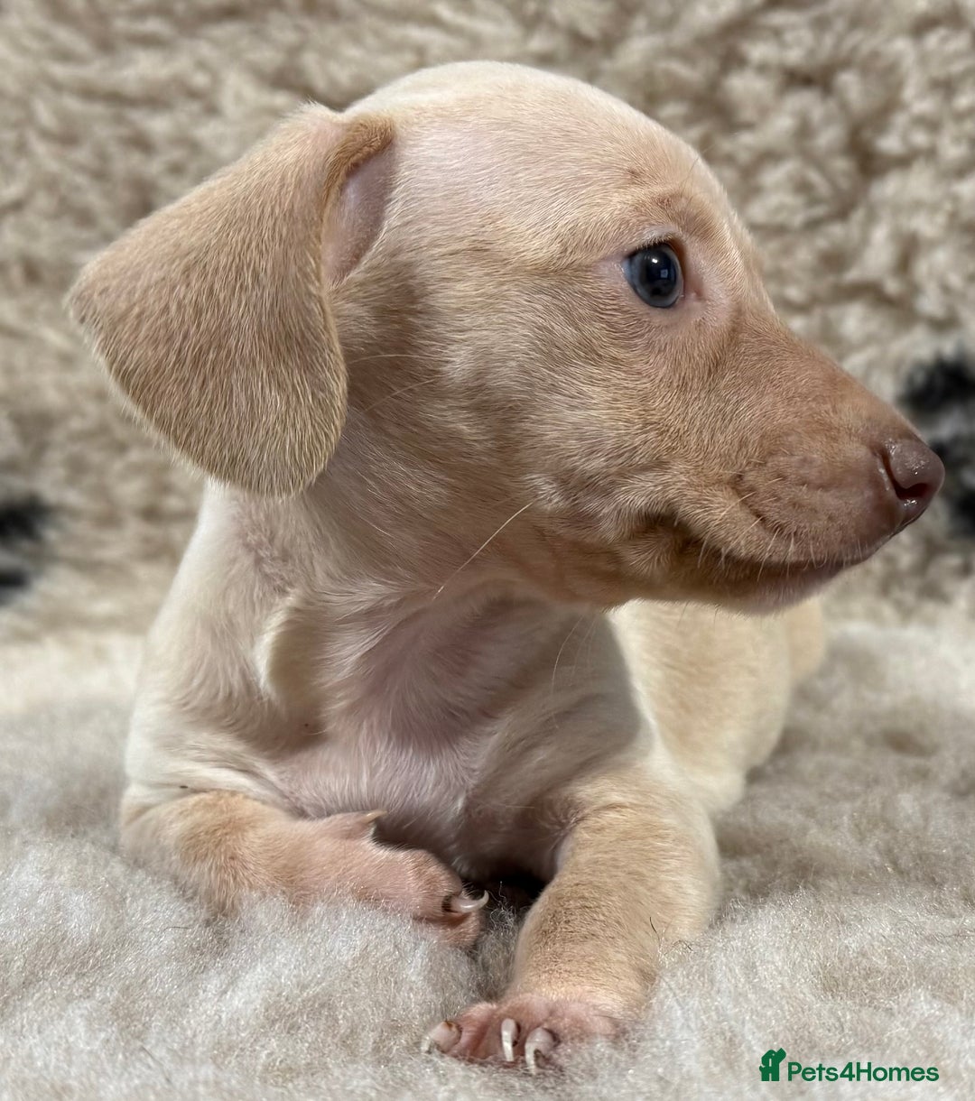 Miniature Dachshund dogs for sale: Miniature dachshund - Image 25