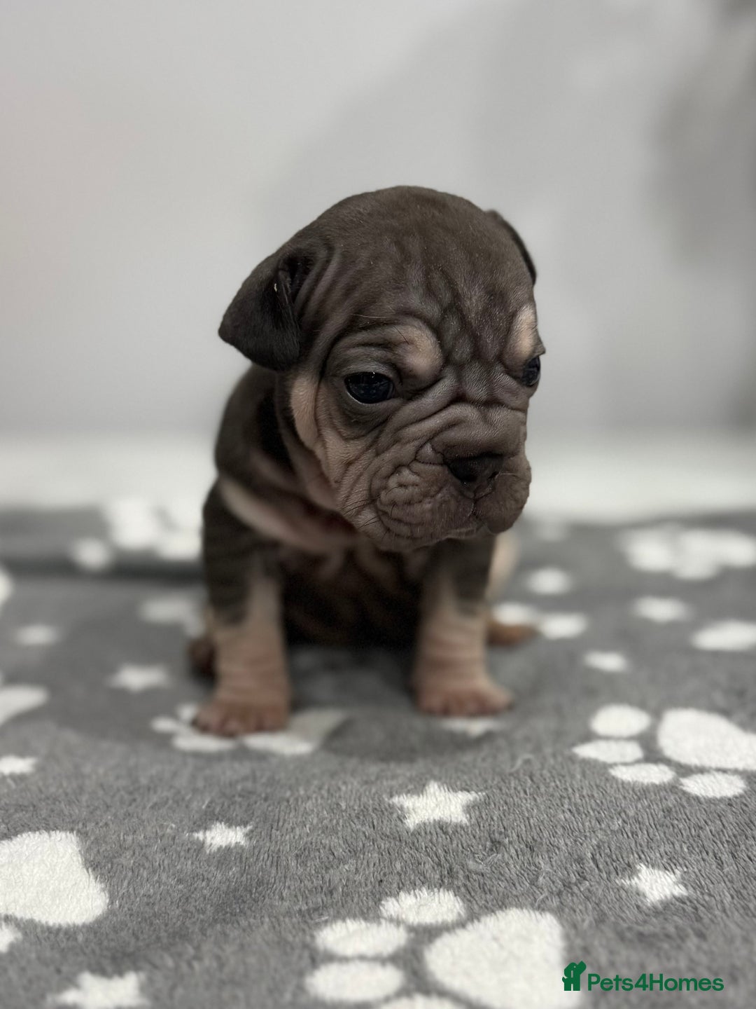French Bulldog dogs for sale: 7 French Bull Dogs Puppy’s  - Advert 8