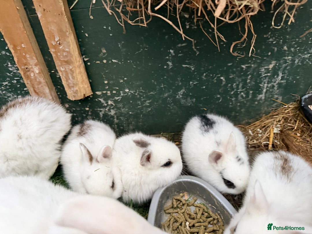 Netherland Dwarf rabbits for sale: Beautiful tamed Bunnies for sale  - Advert 15