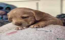 Mixed Breed dogs for sale: Cocker Spaniel Puppies – 4 Weeks Old - reserve now - Advert 23