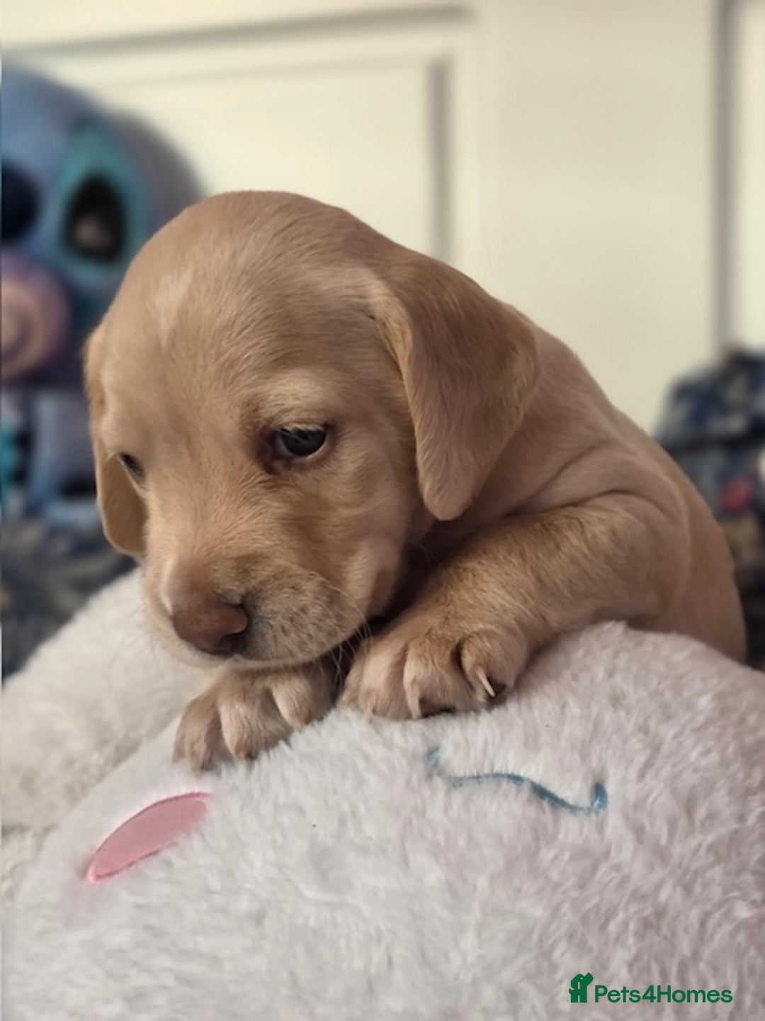 Mixed Breed dogs for sale: Cocker Spaniel Puppies – 4 Weeks Old - reserve now - Advert 23