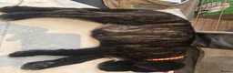 Cane Corso dogs for sale: Beautiful Cane Corso puppies Ready NOW - Advert 8