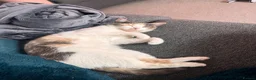 Mixed Breed cats for sale: Nezuko for sale in Dartford - Advert 2