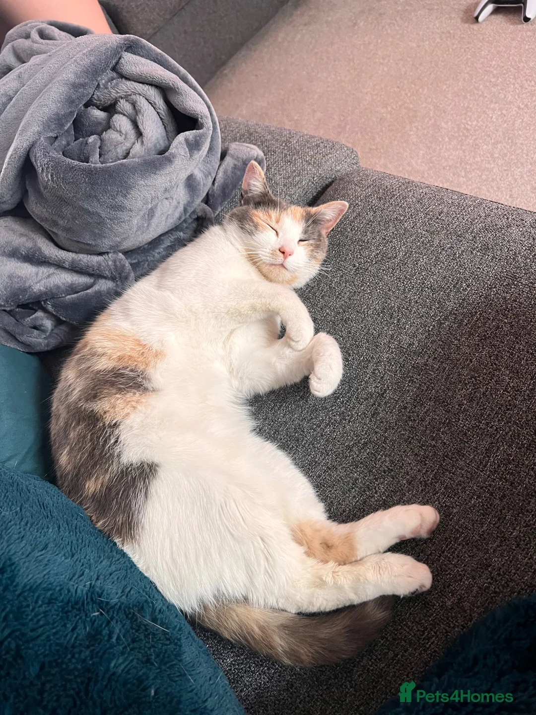 Mixed Breed cats for sale: Nezuko for sale in Dartford - Advert 2