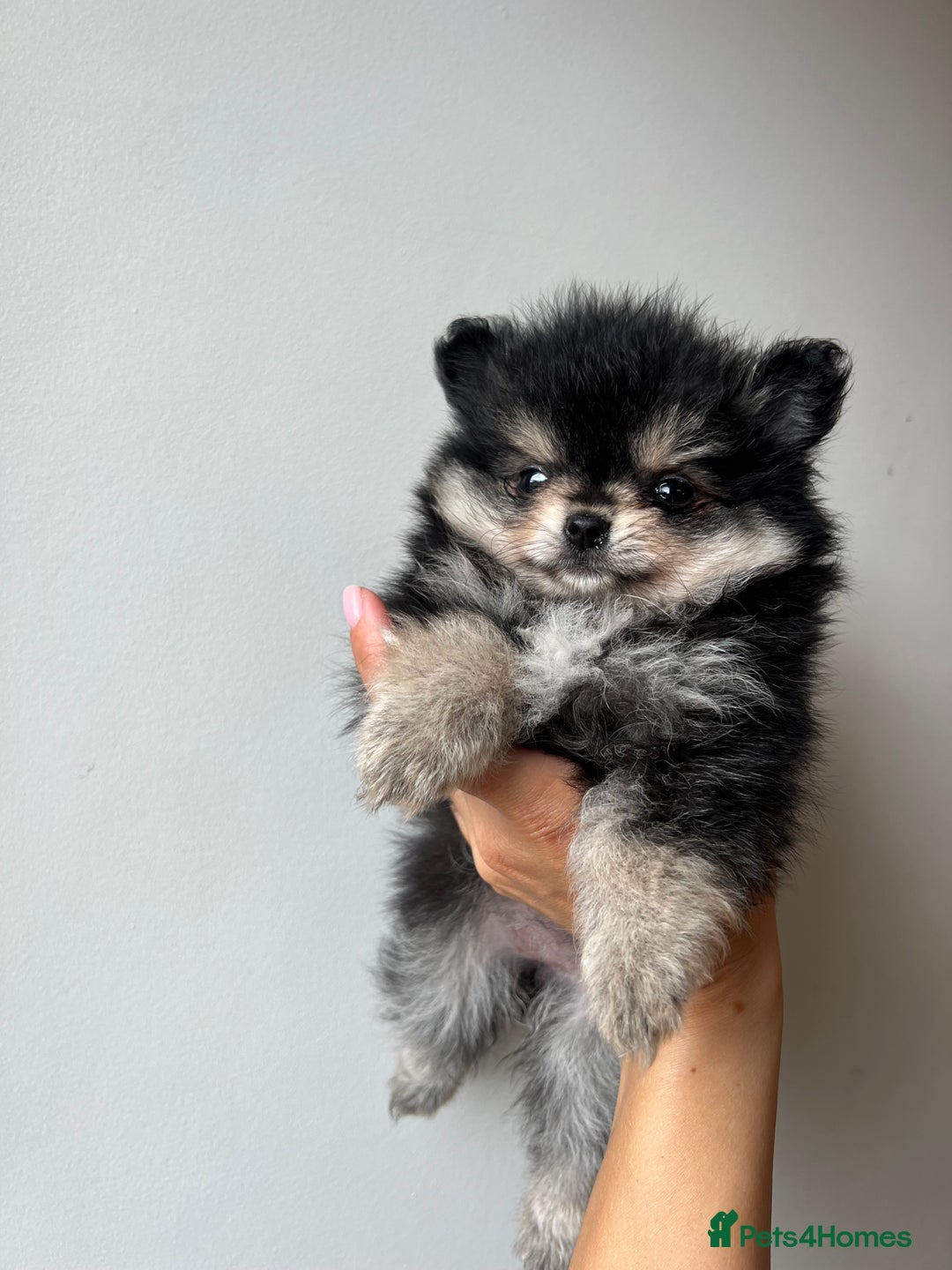 Pomchi dogs for sale: Pomchi Puppies /ONE PUPPY LEFT. - Image 2
