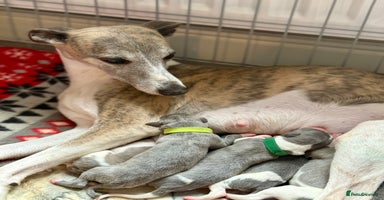 Whippet dogs - Advert 13