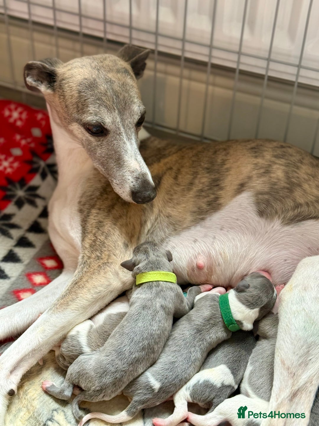 Whippet dogs for sale: 🏡 Ready Saturday! Kennel Club Whippet Puppies 🐾 - Image 8