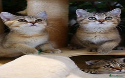 Scottish Fold cats for sale: Ready TICA reg stunning kittens available  - Image 6