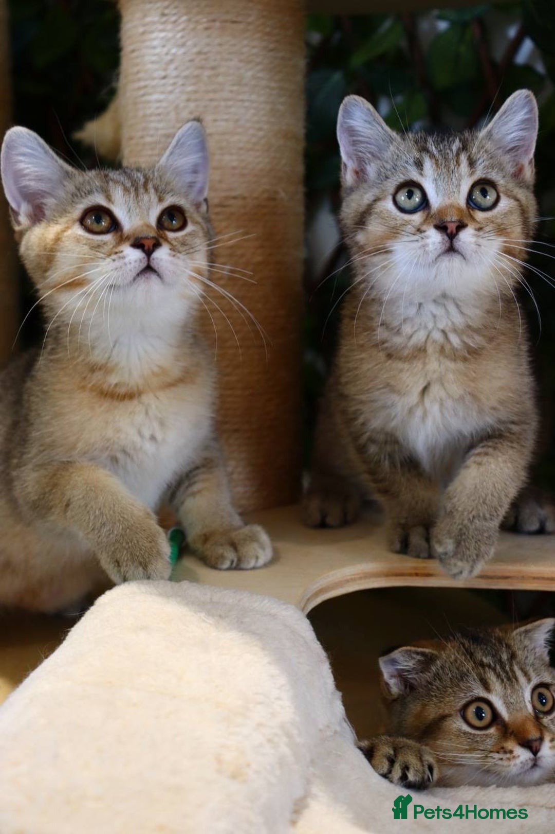 Scottish Fold cats for sale: Ready TICA reg stunning kittens available  - Image 6