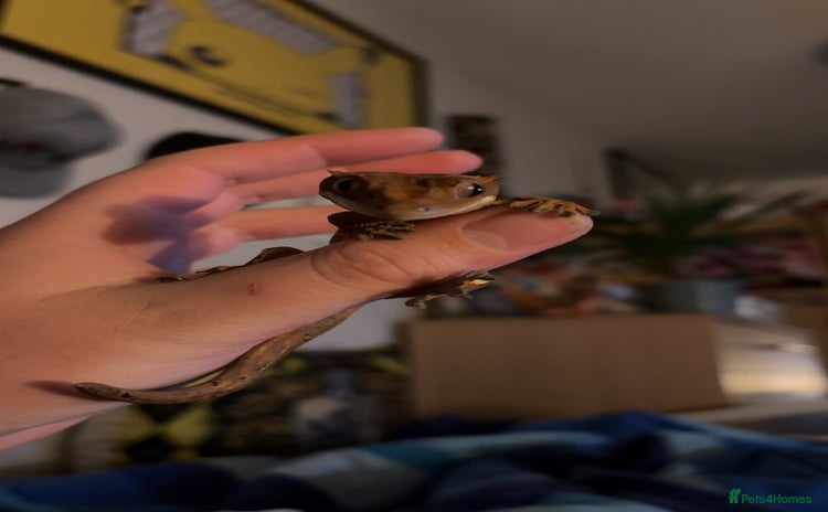 Gecko reptiles - Advert 2