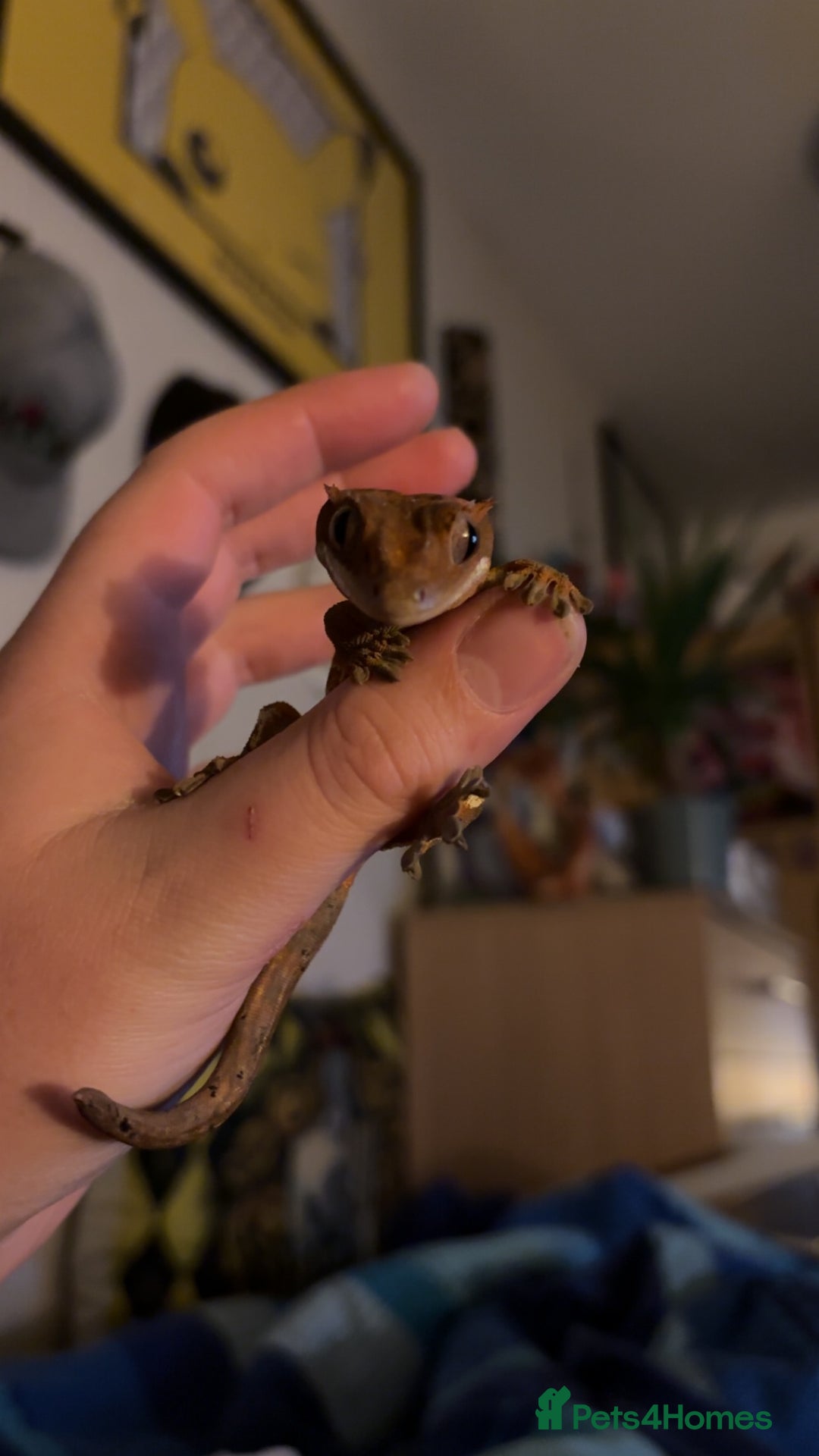 Gecko reptiles for sale: Gorgeous Female Crested Gecko - Image 1