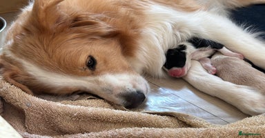Border Collie dogs - Advert 12